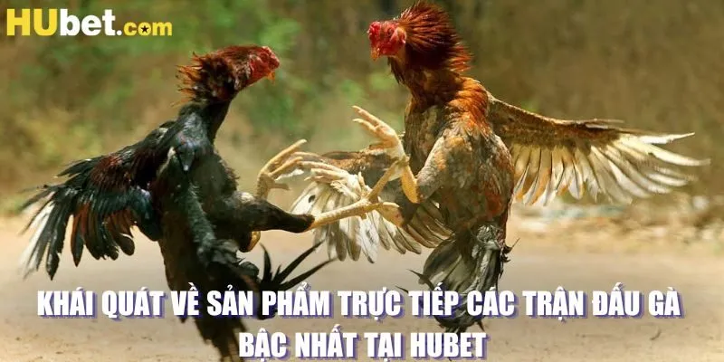 Khái quát về sản phẩm trực tiếp các trận đấu gà bậc nhất tại HUBET 