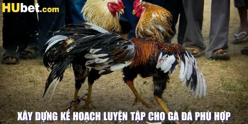 Xây dựng kế hoạch luyện tập cho gà đá phù hợp